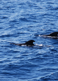 Bild zeigt die Rückenflossen zweier Delfine die im Ozean schwimmen